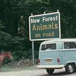 What's New In The Forest (1974)
