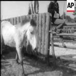NEW FOREST PONY SALE (1973)