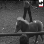 PONIES OF THE NEW FOREST (1965)