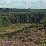 Keepers Of The New Forest (2002)