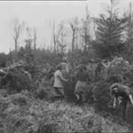Land Army Girls Cutting Xmas Trees (1948)