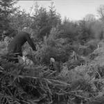 Xmas Tree Harvest (1966)