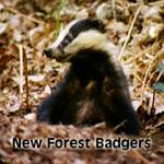New Forest Badgers (2015) Narrated by Allan Corduner