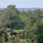 New Forest: A Year in the Wild Wood (2018) with Peter Owen-Jones
