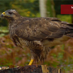 BBC Autumnwatch 31/10/20 - Live Cameras