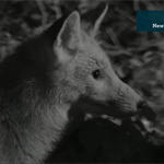 BBC Winterwatch 19/01/21 - Live Cameras