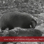 BBC Autumnwatch 06/11/20 - Live Cameras